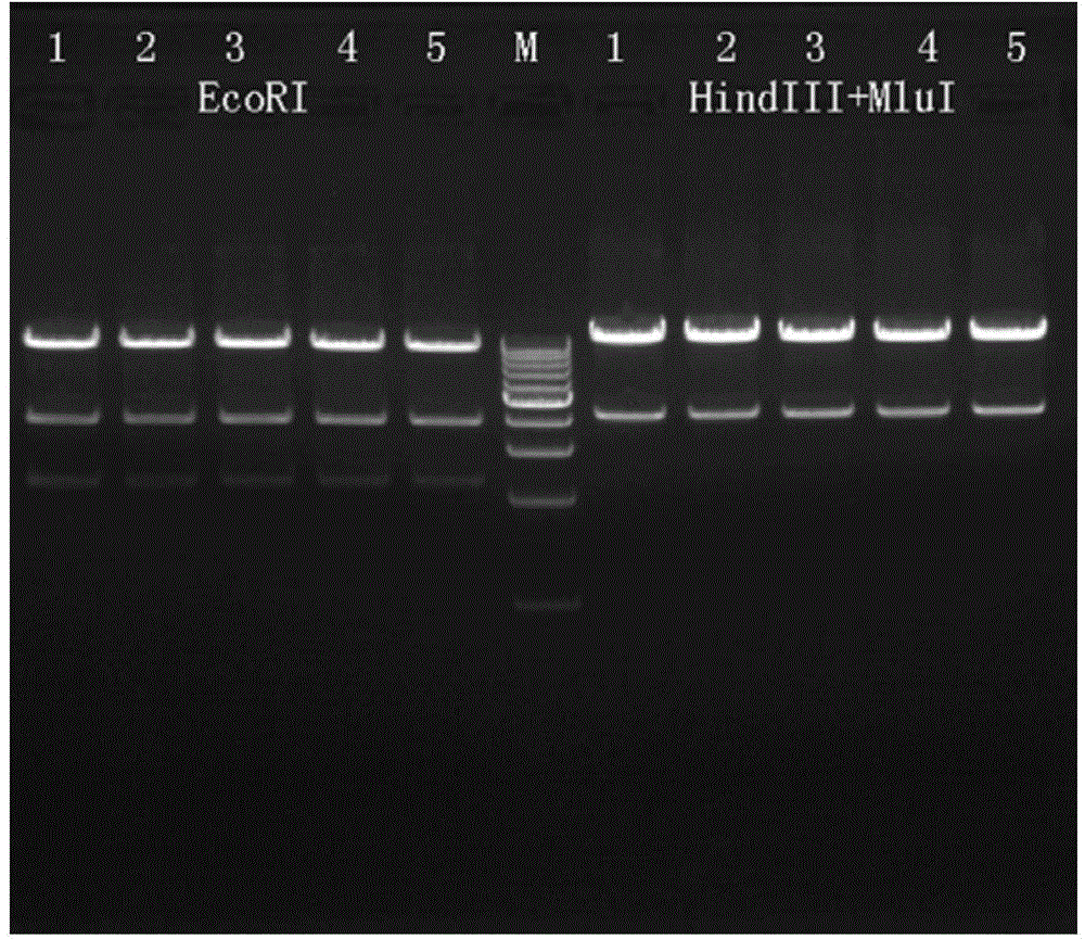 Porcine ApoE gene knockout carrier as well as construction method and application thereof