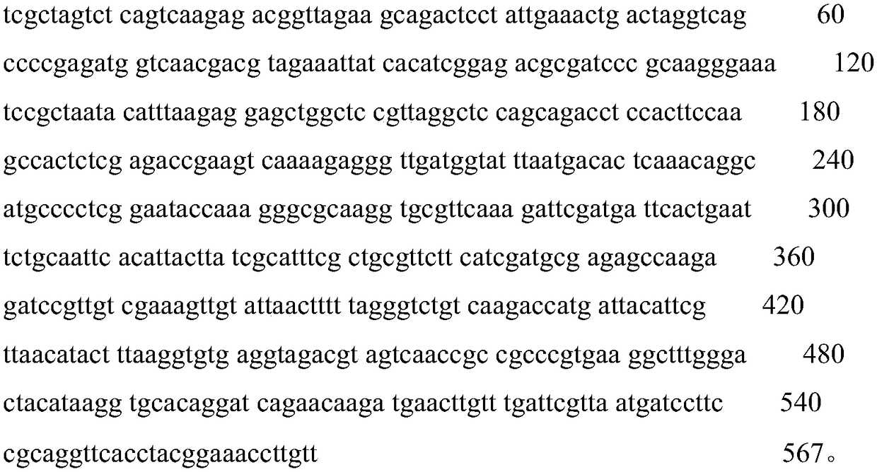 Method for preparing active dietary fiber by fermenting Racula albicans and Schizophyllum