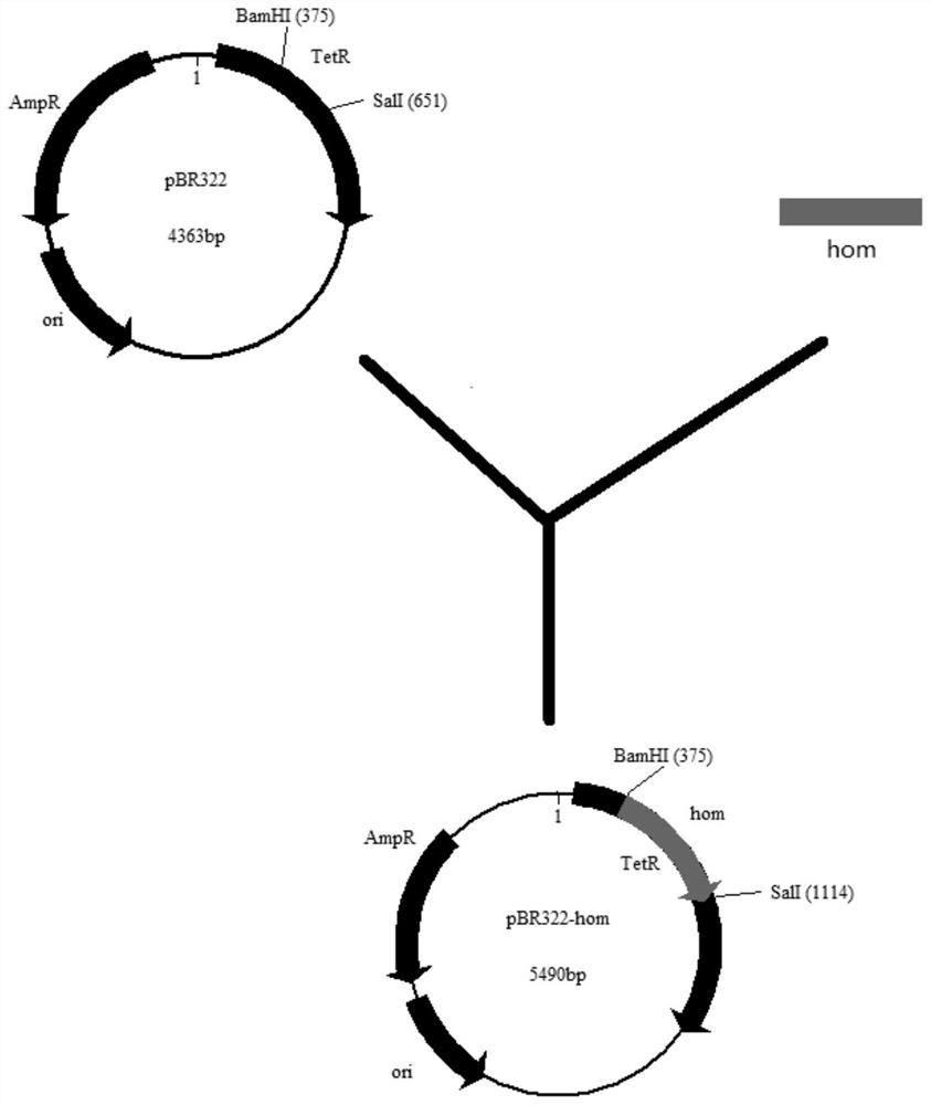 A kind of fermentation method that improves L-isoleucine yield