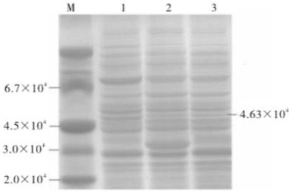 A kind of fermentation method that improves L-isoleucine yield