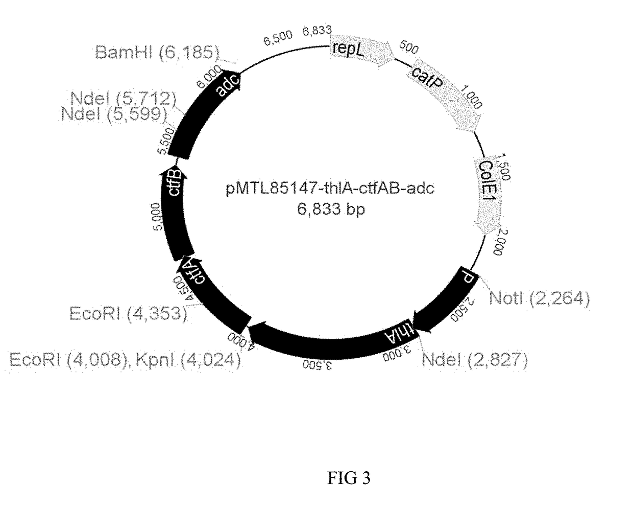 Recombinant microorganisms and uses therefor