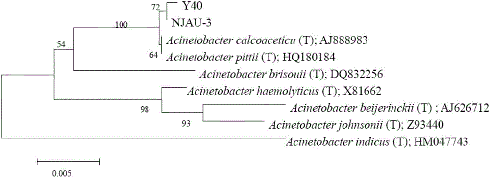 Acinetobacter bacteria NJAU-3 having functions of phosphate solubilizing and growth promoting, and applications thereof