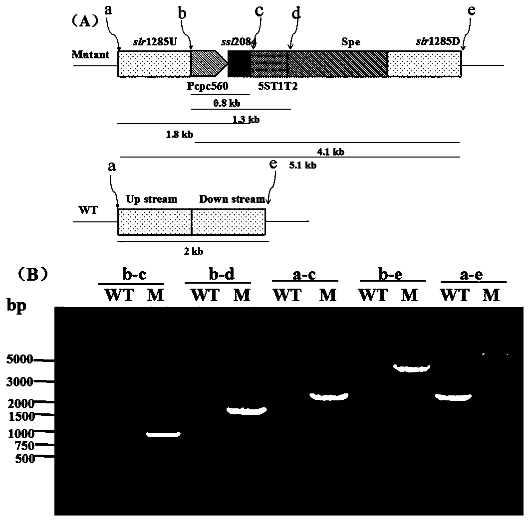 Application of ssl2084 gene in synthesis of medium and long chain fatty acids