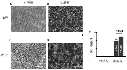 Culture medium and method for quickly inducing differentiation of human mesenchymal stem cells to obtain fat