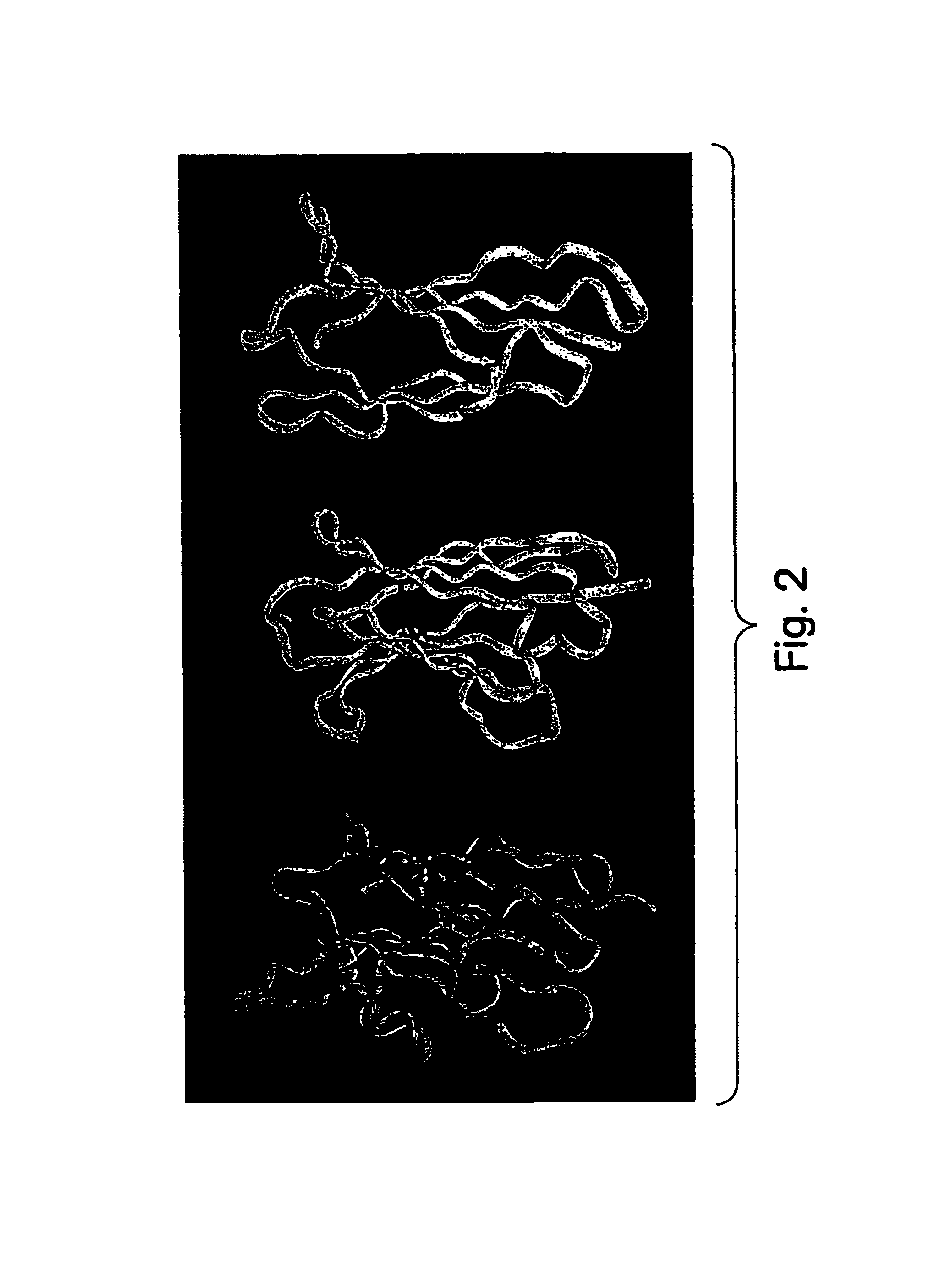 Protein scaffolds for antibody mimics and other binding proteins