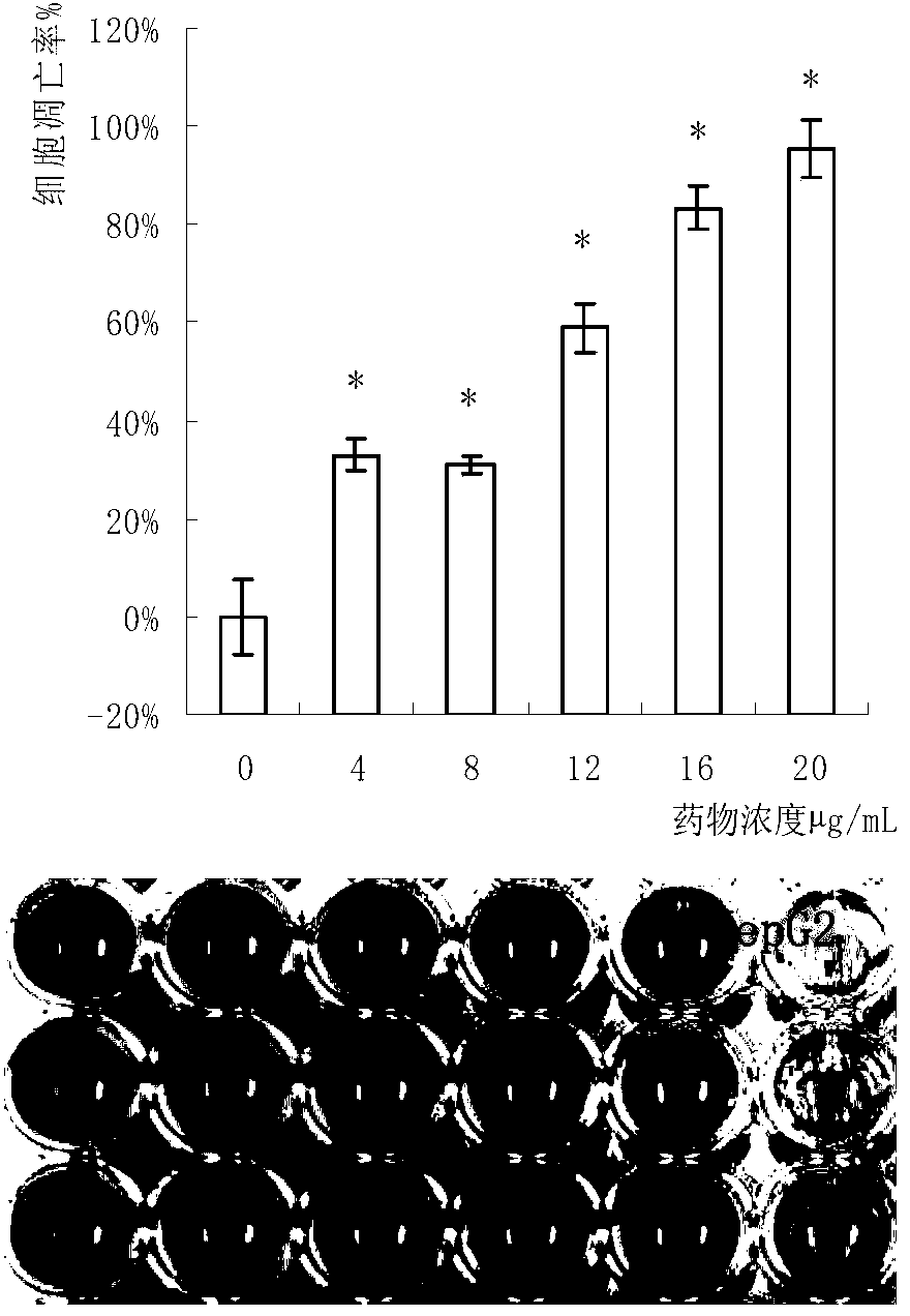 Cordyceps militaris protein extract and antitumor application thereof
