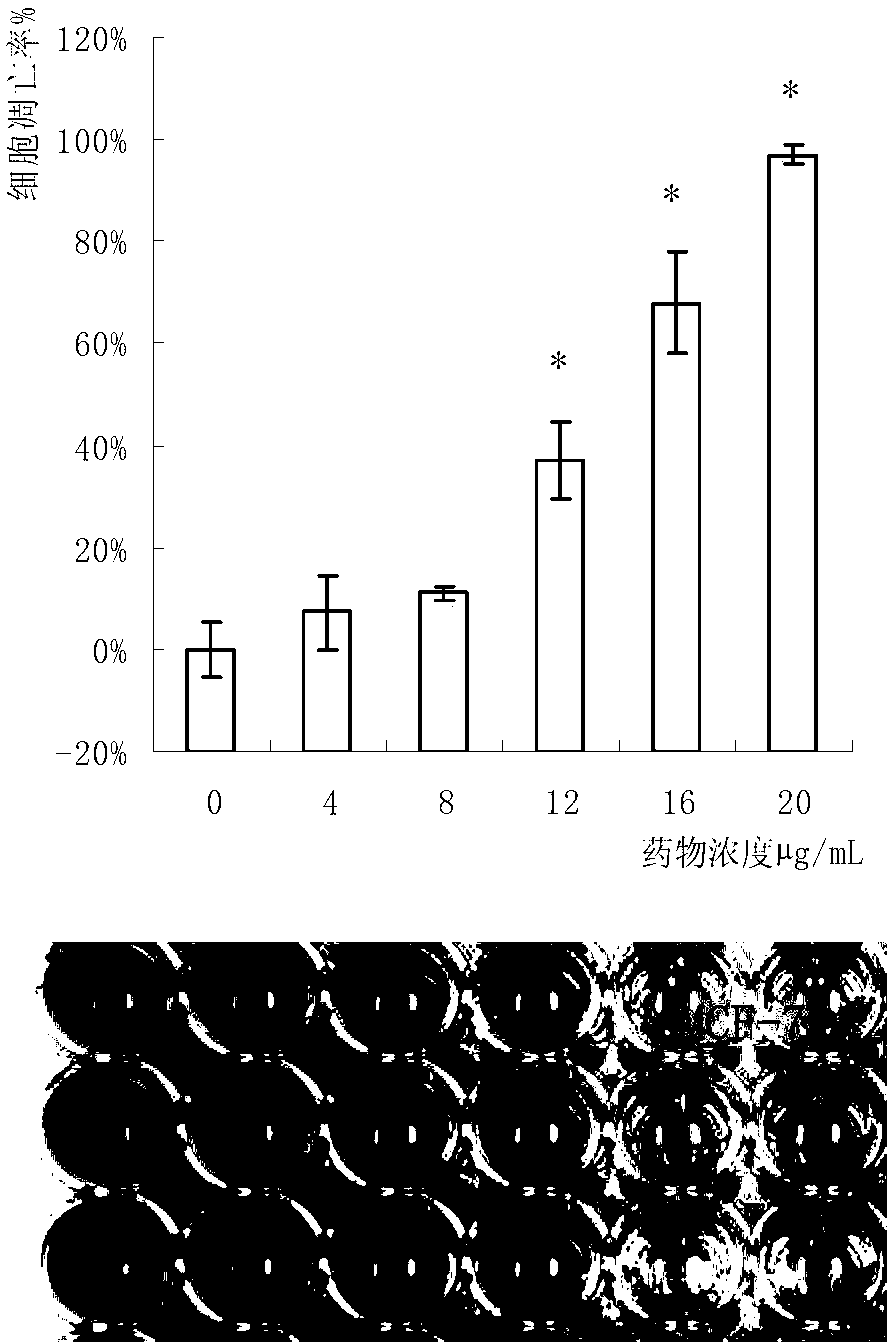 Cordyceps militaris protein extract and antitumor application thereof
