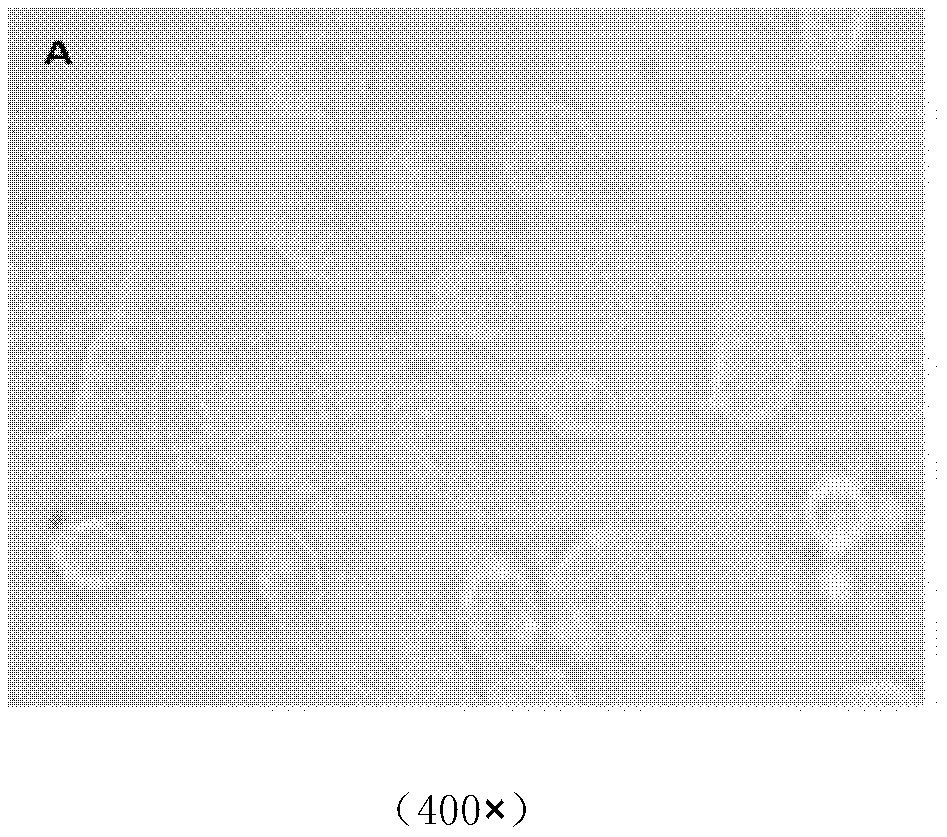 Establishment and application of mmhrl1 transgenic mouse liver tumor cell line