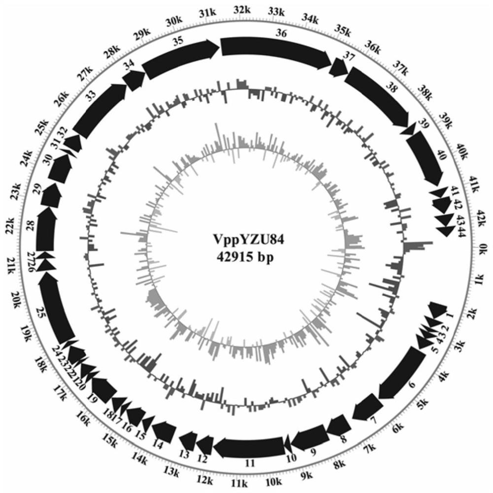 Vibrio parahaemolyticus bacteriophage and application thereof in detection of viable cell content of pandemic strains of vibrio parahaemolyticus