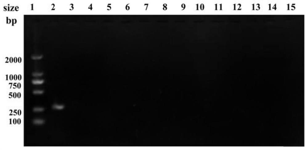 Vibrio parahaemolyticus bacteriophage and application thereof in detection of viable cell content of pandemic strains of vibrio parahaemolyticus