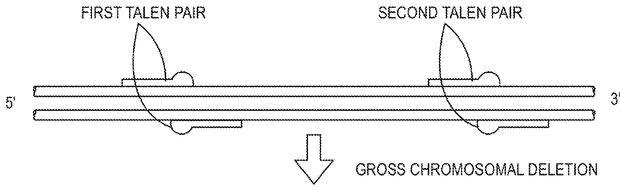 Non-meiotic allele introgression