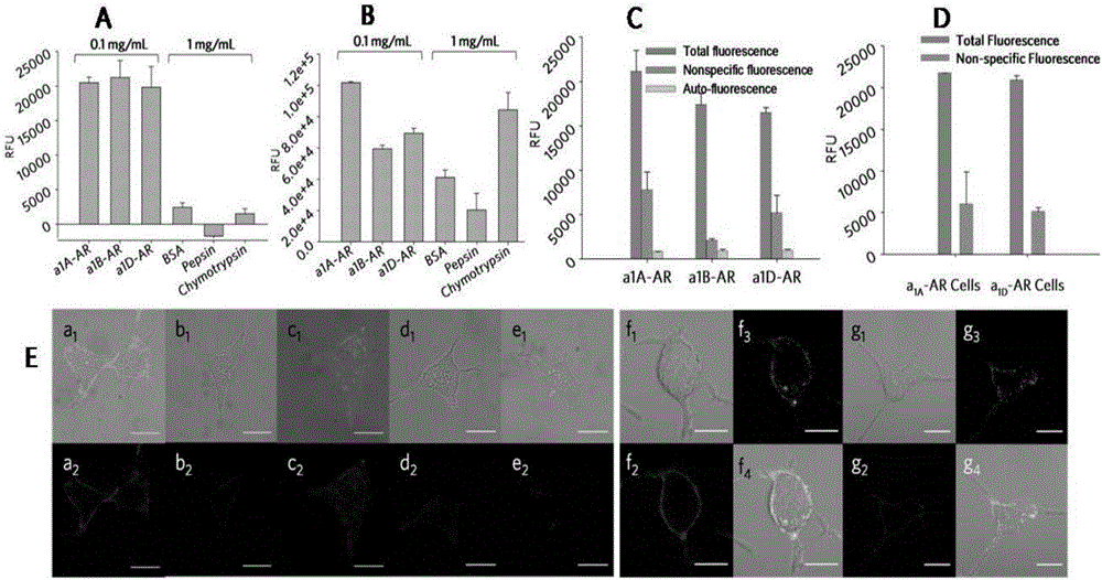 Environment-sensitive alpha1-adrenergic receptor near infrared fluorescence ligands and application thereof
