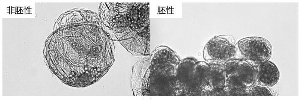A method for improving the subculture effect of embryogenic cells of Agapanthus