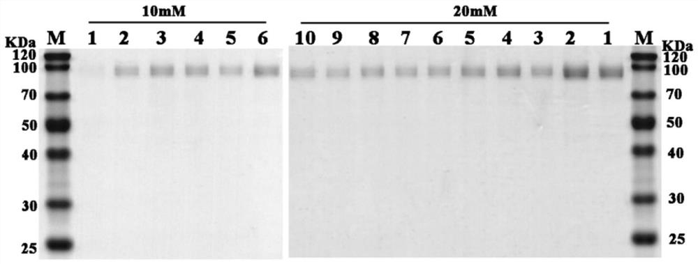 A codon-optimized fad-glucose dehydrogenase gene and its application