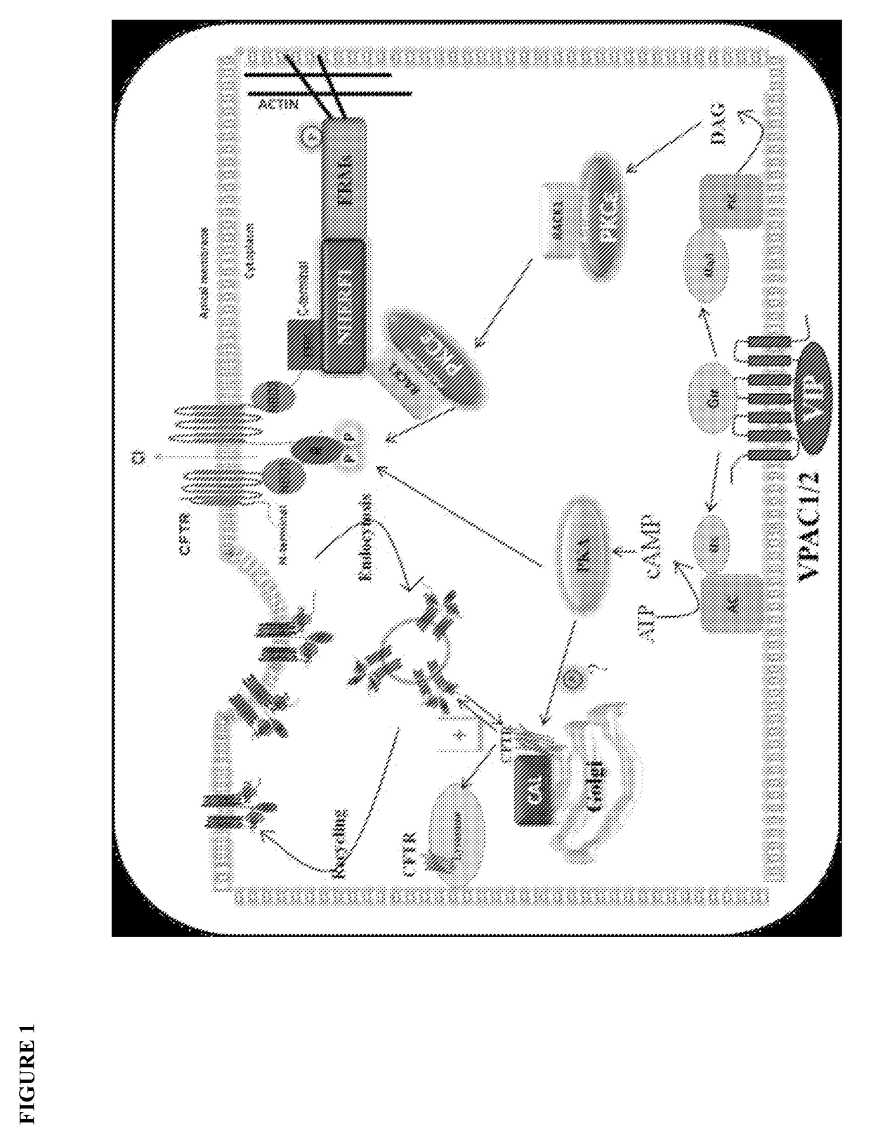 Methods and compositions for treating cystic fibrosis