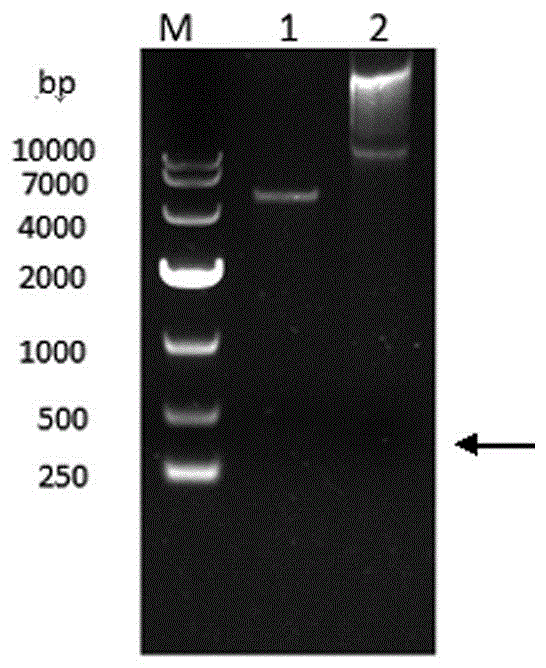 Echovirus type-9 VP1 protein specific antigen epitope and preparation method and application of fusion protein thereof