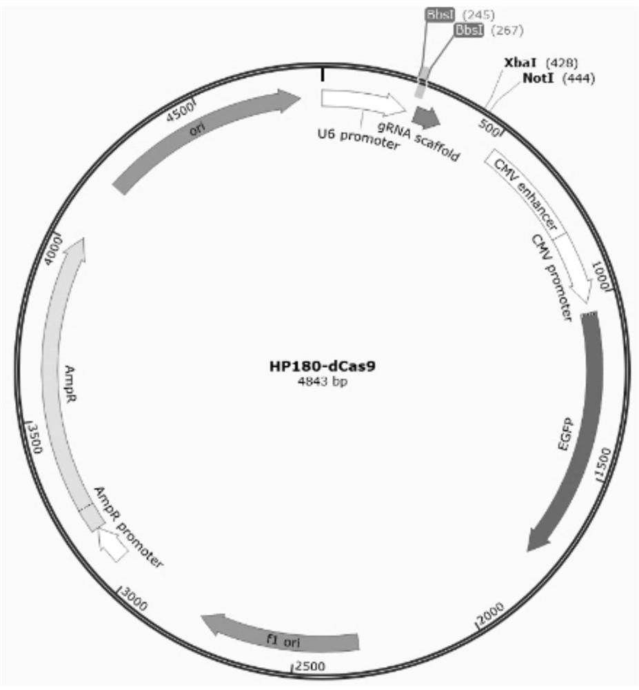 Construction method and application of fucose transferase 8 (FUT8) function-deleted cell strain