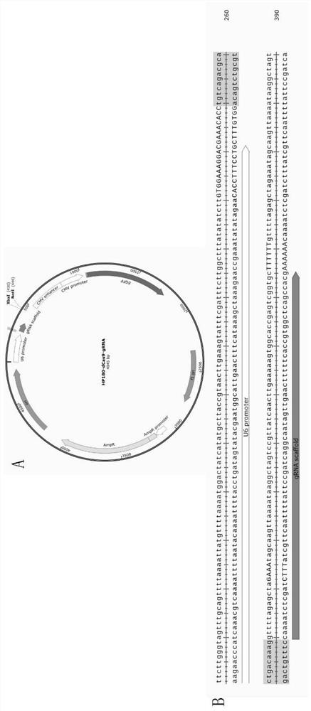 Construction method and application of fucose transferase 8 (FUT8) function-deleted cell strain