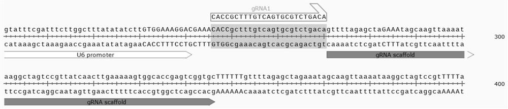 Construction method and application of fucose transferase 8 (FUT8) function-deleted cell strain