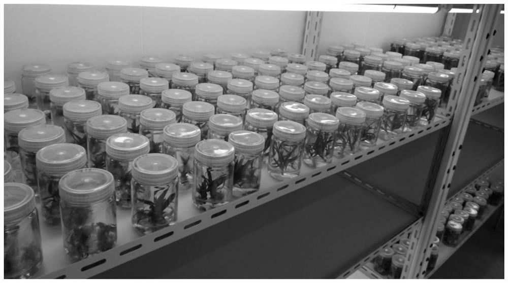 Preparation method and agrobacterium tumefaciens transformation method of sterile pineapple explant