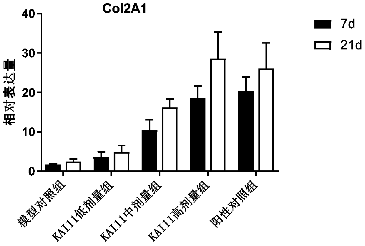 Peptide KAI 11 for promoting cartilage regeneration, and application thereof