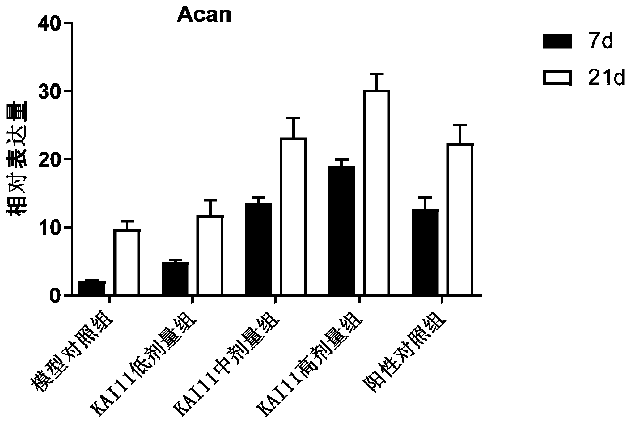 Peptide KAI 11 for promoting cartilage regeneration, and application thereof