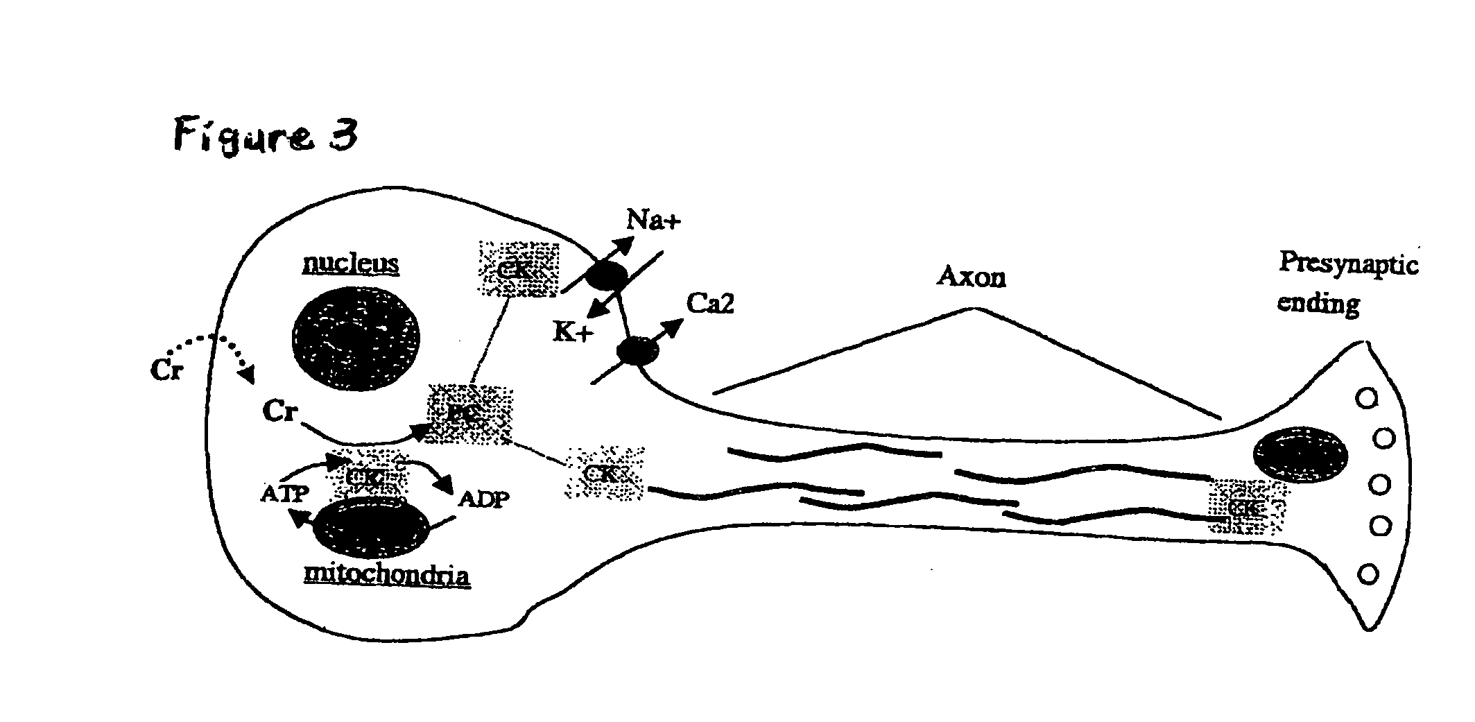 Cellular phosphorylation potential enhancing compositions preparation and use thereof