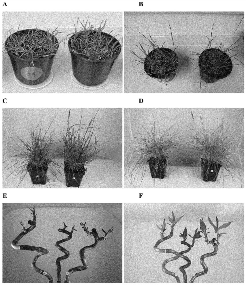 Use of a structural polypeptide for plant coating