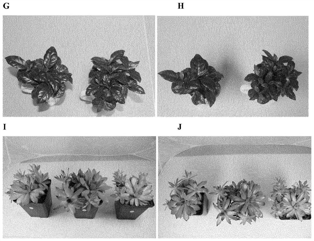 Use of a structural polypeptide for plant coating