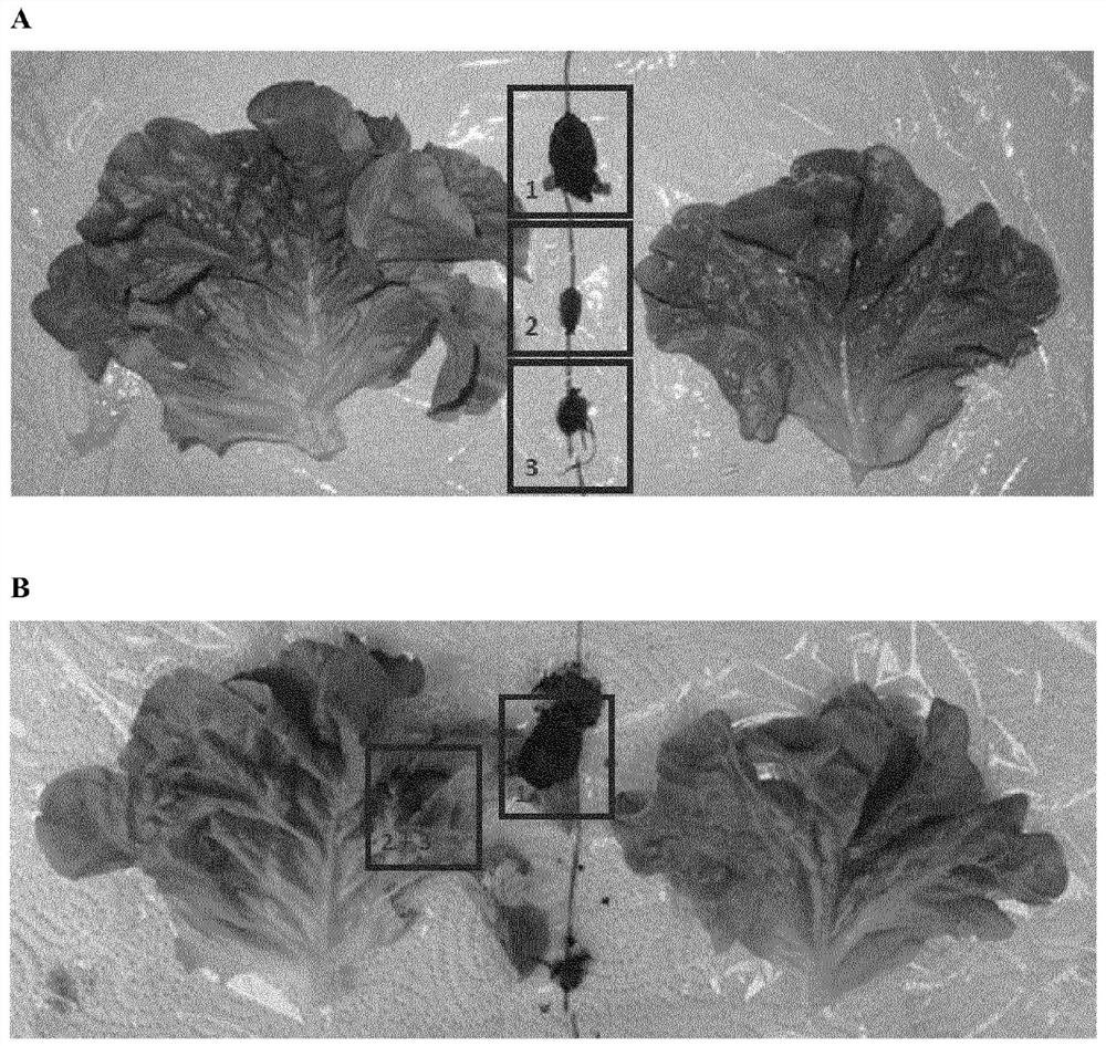 Use of a structural polypeptide for plant coating