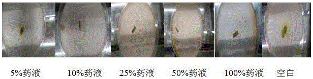 Method for preparing green insecticide from walnut green seedcase