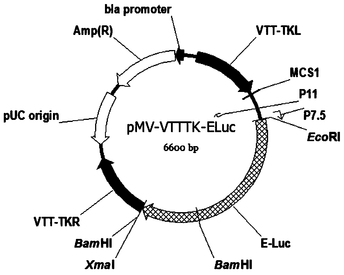 TK (Thymidine Kinase) gene removed recombinant VTT (Tian Tan strain) oncolytic VACA (Vaccinia Virus) and preparation and application thereof