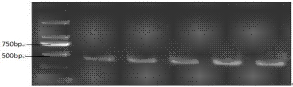 SNP (single nucleotidepolymorphism) marker related to sow farrowing character as well as detection method and application thereof