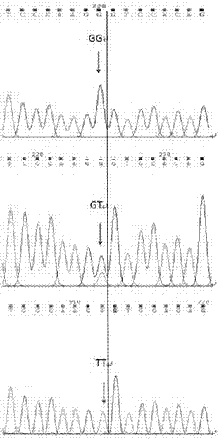 SNP (single nucleotidepolymorphism) marker related to sow farrowing character as well as detection method and application thereof