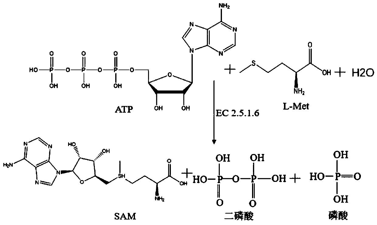 S-adenosyl-L-methionine synzyme mutant and preparation method using same