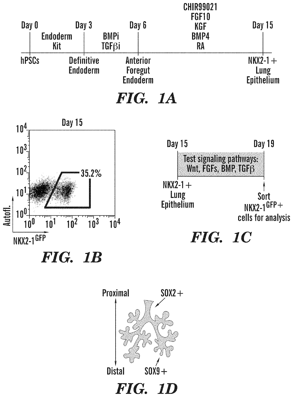 Generation of airway epithelial organoids from human pluripotent stem cells