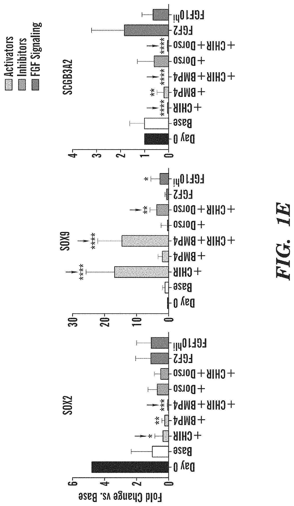 Generation of airway epithelial organoids from human pluripotent stem cells