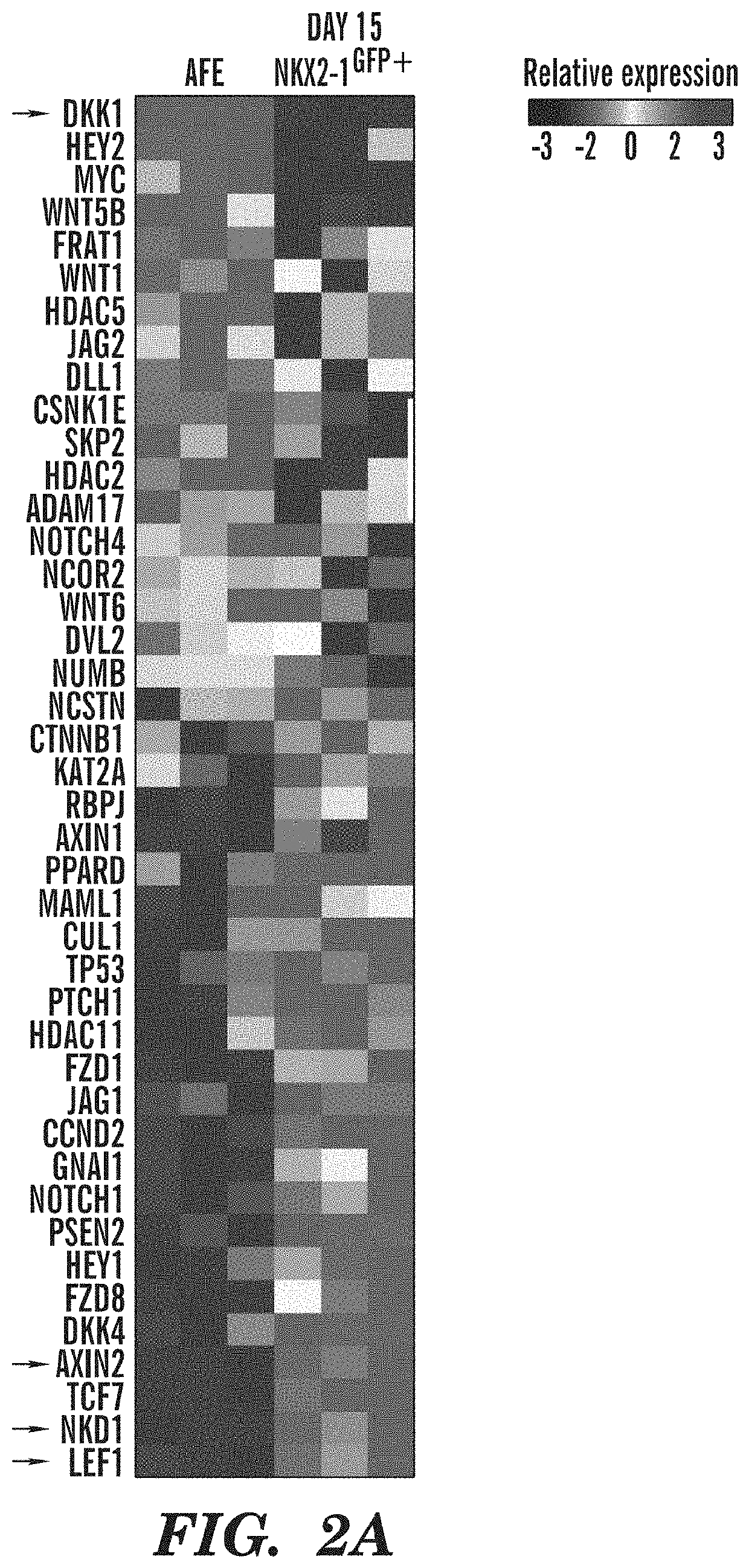 Generation of airway epithelial organoids from human pluripotent stem cells