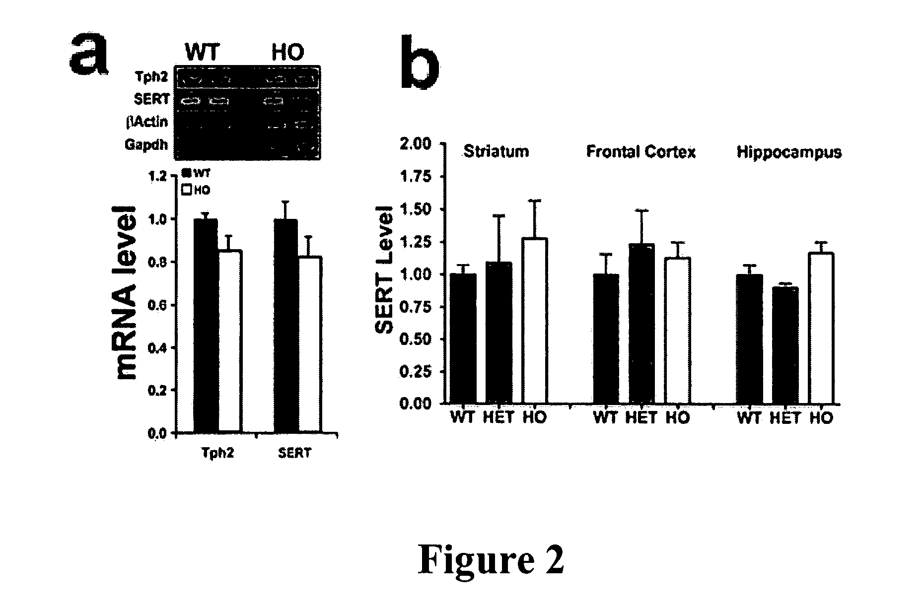 Mammals carrying functional single nucleotide polymorphisms in brain-specific tryptophan hydroxylase