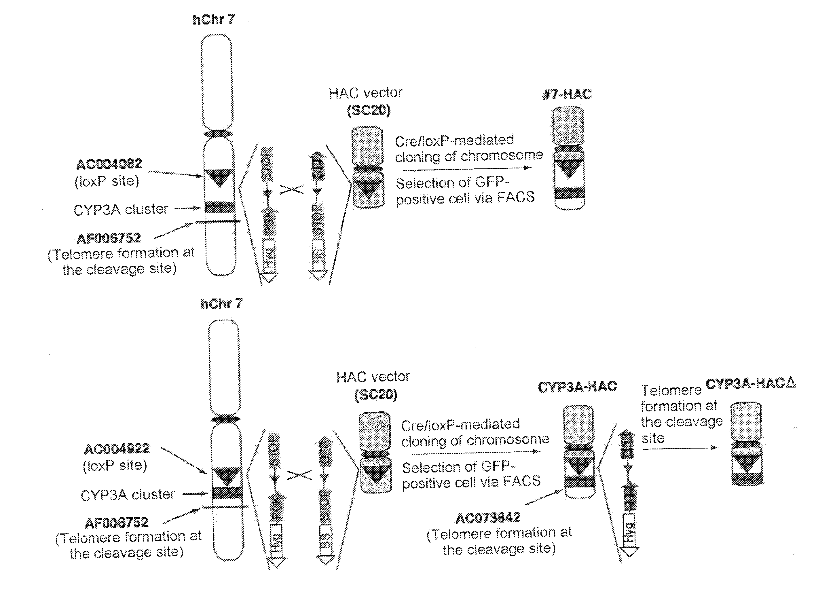 Mammalian artificial chromosome vector comprising human cytochrome p450 gene (cluster) and non-human mammalian animal retaining the same
