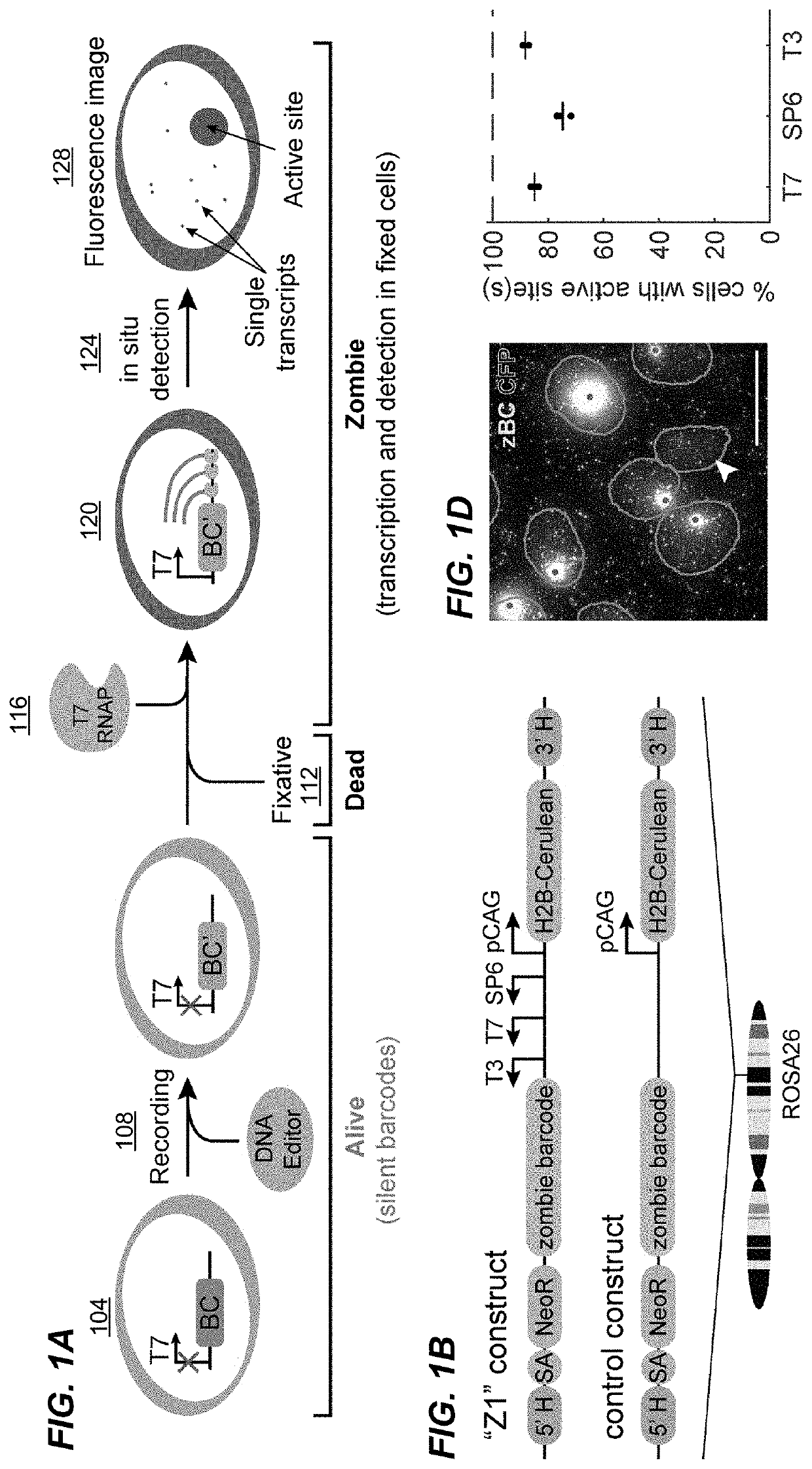 In situ readout of DNA barcodes