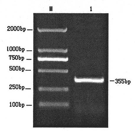 Multiplex real-time fluorescence PCR (polymerase chain reaction) detection primer and method for porcine rabies virus, porcine parvovirus and porcine circovirus type 2
