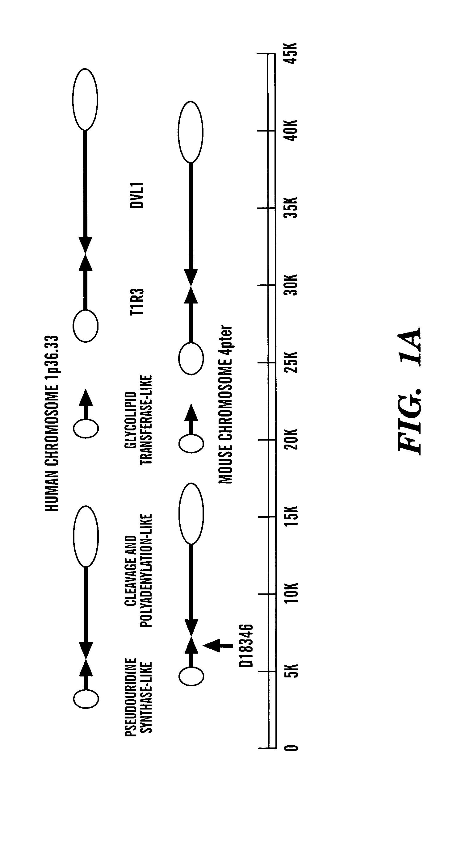 T1R3 transgenic animals, cells and related methods