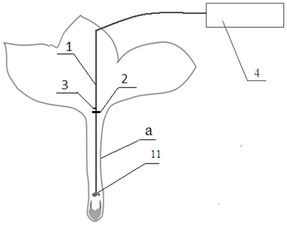 A method and device for promoting pollination results of frangipani