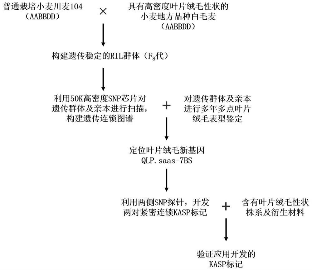 Molecular marker for identifying wheat leaf villous gene, primer set and application