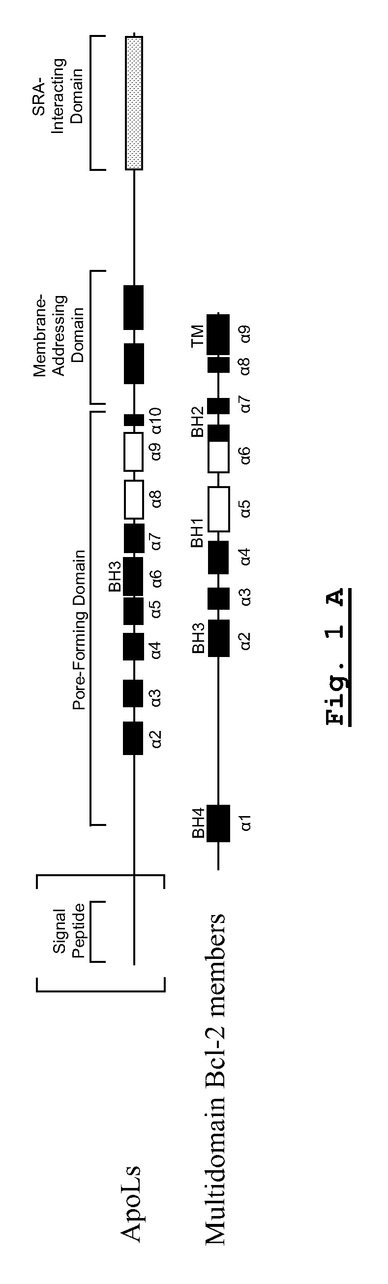 Pharmaceutical composition comprising apolipoproteins for the treatment of human diseases
