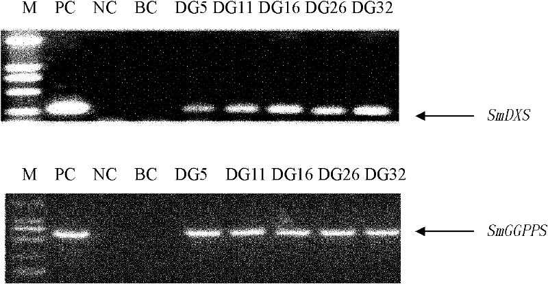 Method for increasing content of tanshinone by cotransforming SmDXS and SmGGPPS