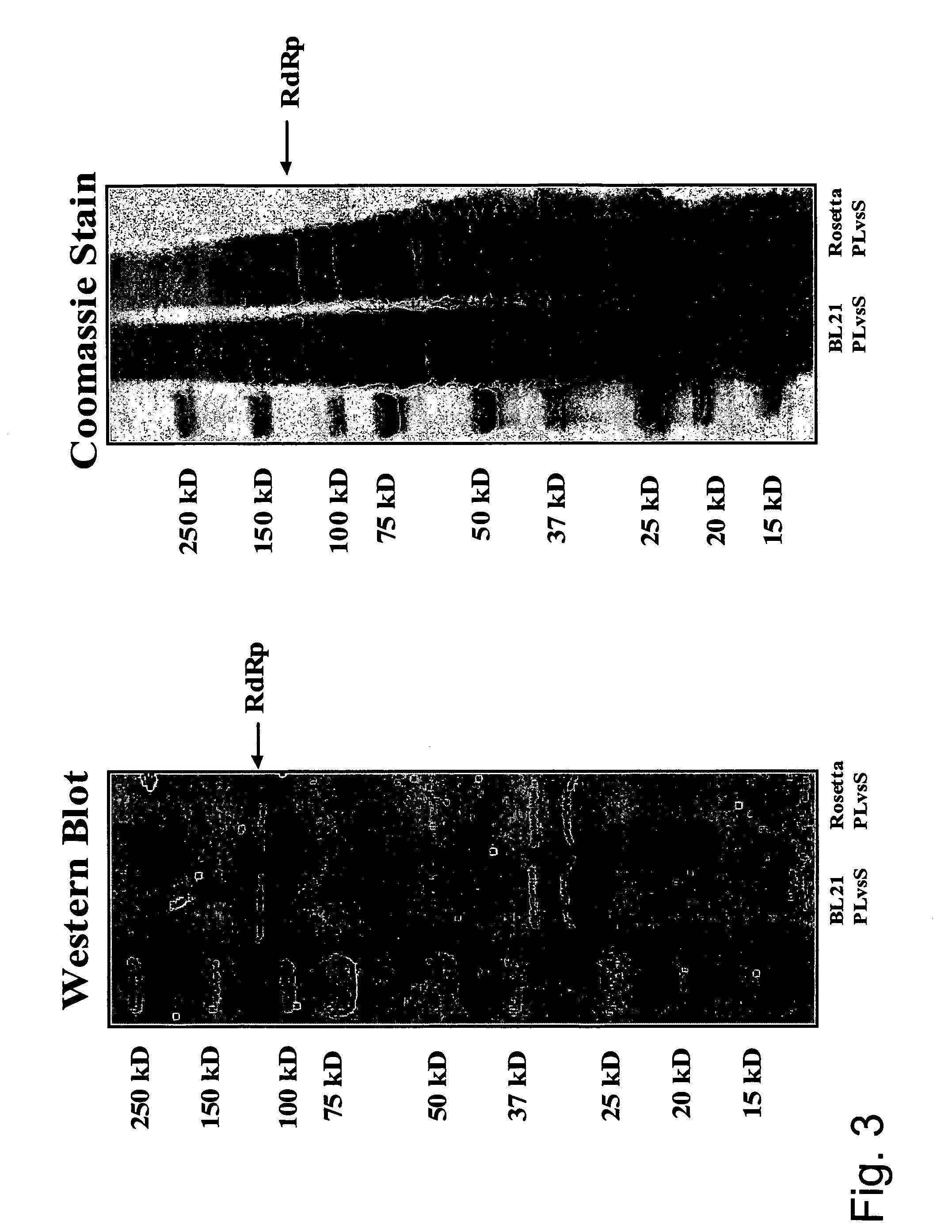 Methods and compositions for RNA amplification and detection using an RNA-dependent RNA-polymerase