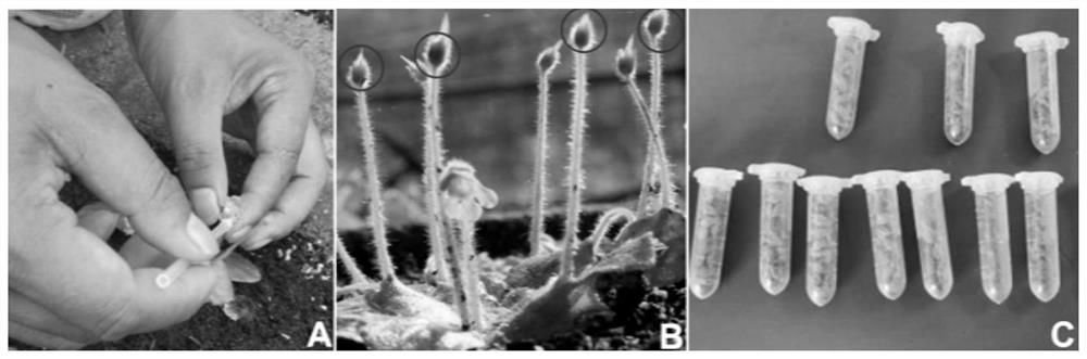 Petrocosmea qinlingensis seed propagation method under manual control condition