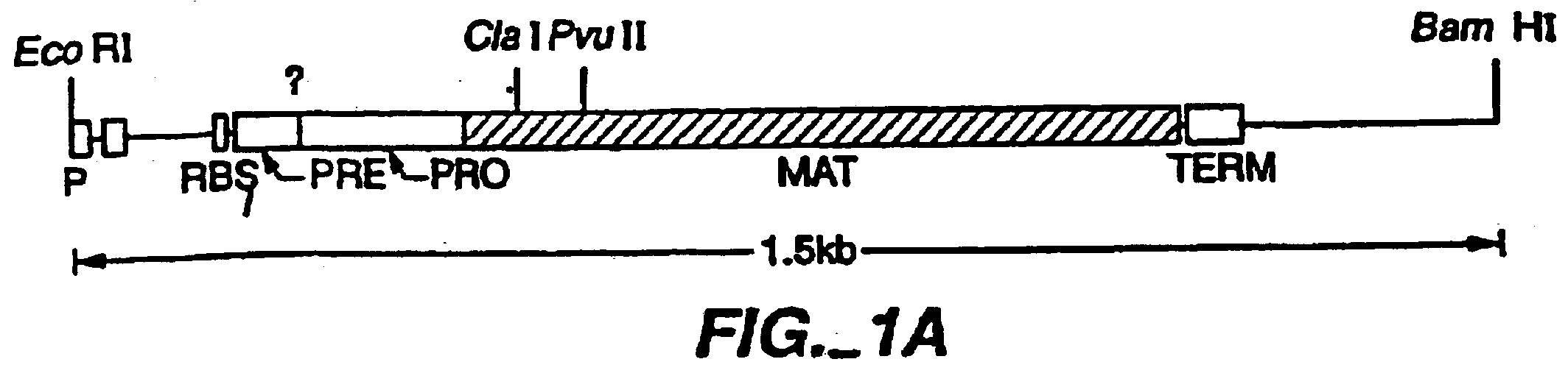Proteins producing an altered immunogenic response and methods of making and using the same